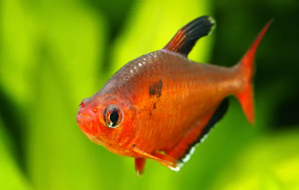 Red, fish, head