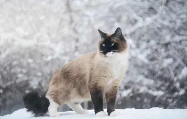 Зима, кошка, кот, снег, сиамский