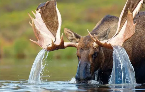 Water, animal, deer, wildlife, moose