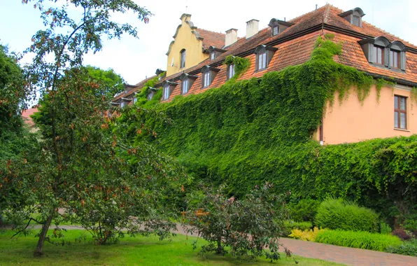 House, trees, park, plants