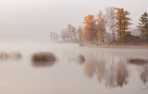 Картинка деревья, природа, туман, озеро, река, берег, дымка