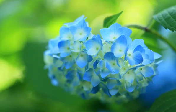 Цветок, синяя, цветение, кустарник, гортензия