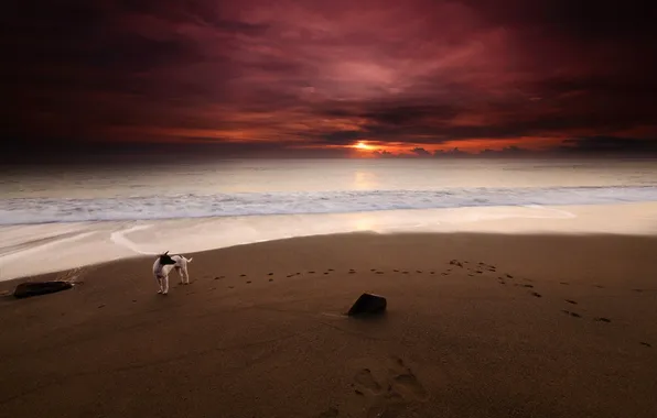 Картинка море, пляж, закат, собака