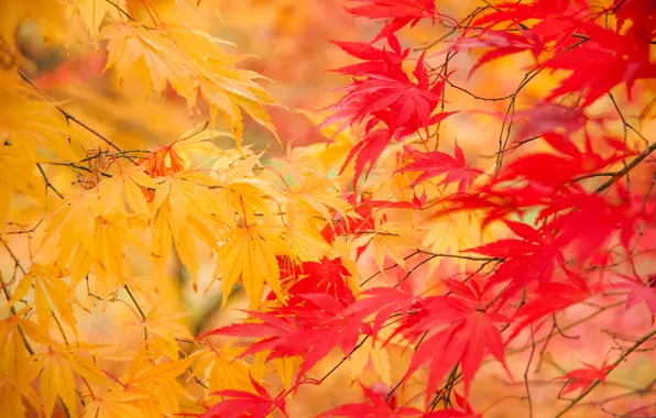Картинка осень, листья, природа, желтые, веточки