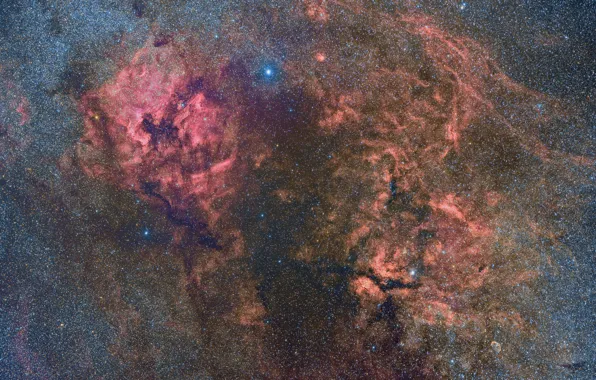 Звёзды, Лебедь, созвездие, Cygnus