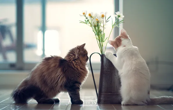 Цветы, котята, Daisy, Hannah, © Benjamin Torode