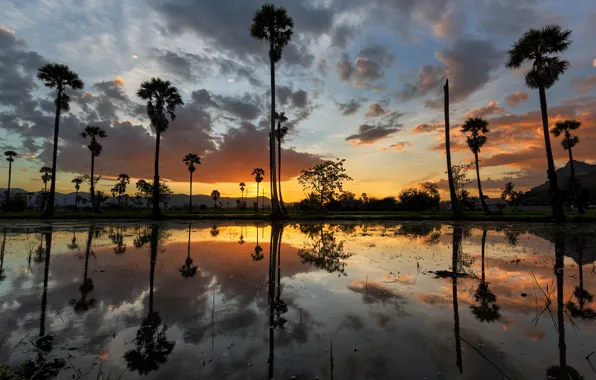 Nature, sunset, water, reflection, palms