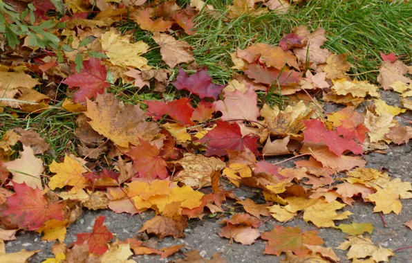Осень, листья, colorful, клен, autumn, leaves, maple
