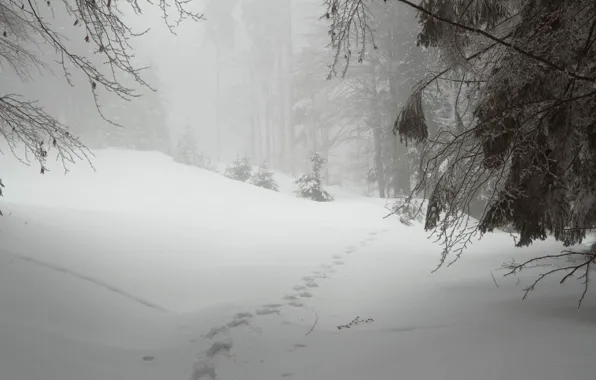 Зима, лес, снег, природа, Чехия, Шумава, PLESNÁ