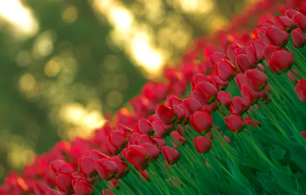 Свет, цветы, красный, природа, весна, размытость, Тюльпаны, бутоны