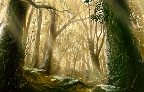 Картинка лес, лучи, деревья, корни, утро, старый, путник, солнца
