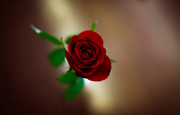 Цветы, фон, розы