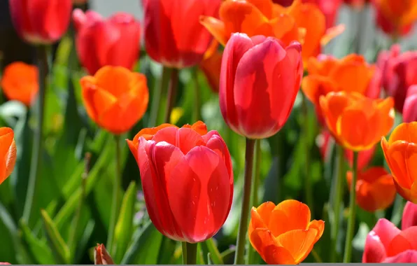 Картинка весна, лепестки, сад, луг, тюльпаны