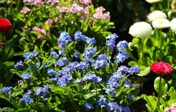 Blue, garden, blooming
