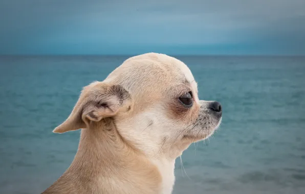 Море, портрет, собака, мордочка, профиль, чихуахуа, пёсик, собачонка