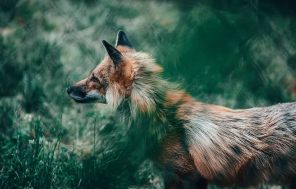 Fox, animal, wildlife, glance