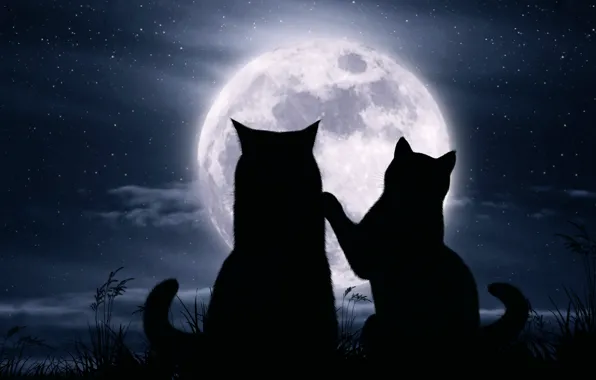 Кошки, ночь, луна, романтика, звёзды