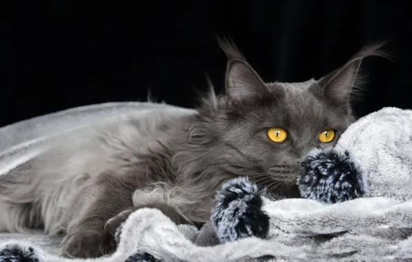 Кошка, кот, взгляд, морда, серый, портрет, лежит, мех