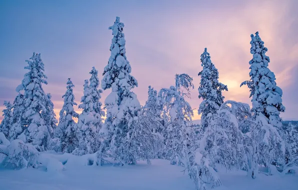 Зима, снег, деревья, ели, Финляндия, Finland, Lapland, Лапландия