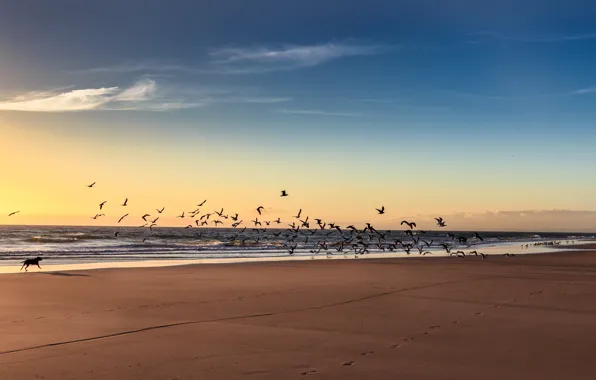 Картинка море, пляж, птицы, собака