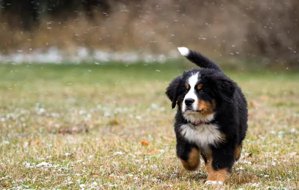 Картинка поле, снег, собака