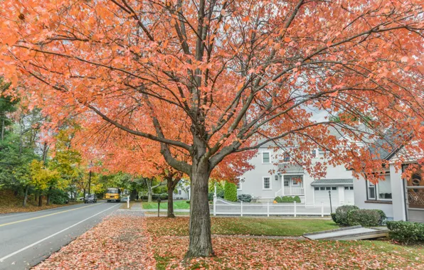 Осень, дерево, улица, листва, USA, США, trees, Кентукки