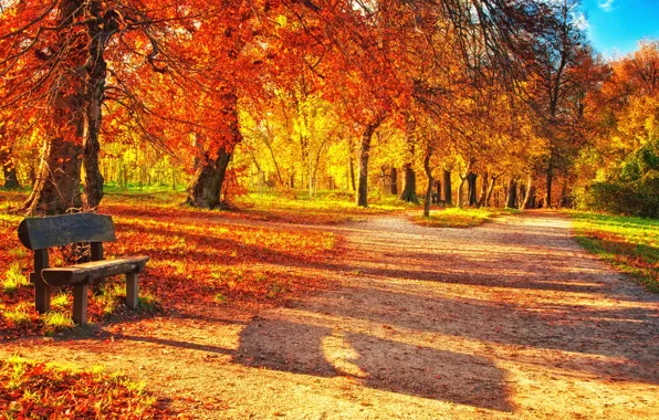 Картинка осень, лес, листья, скамейка, парк, park, autumn, leaves