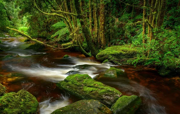 Лес, река, Австралия, Тасмания, Franklin-Gordon Wild Rivers National Park, Национальный парк Франклин-Гордон Уайлд Риверс