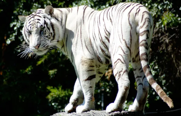 Картинка хищник, полосатый, белый тигр, красивый