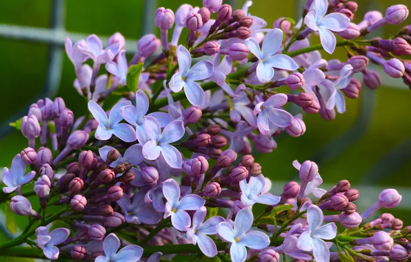 Flower, spring, lilac