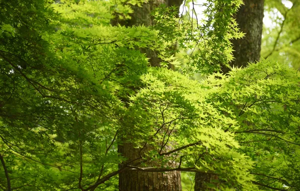 Картинка зелень, солнце, деревья, ветки, парк, листва, Japan, Kyoto