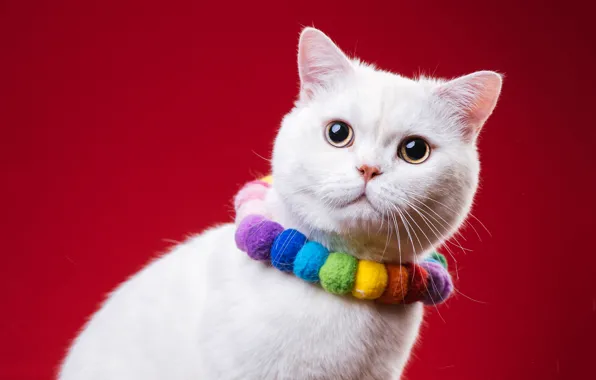 Кошка, кот, бусы, белая, украшение, красный фон, фотосессия, британская