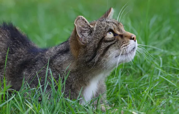 Кошка, трава, кот, морда, портрет, дикий кот, смотрит вверх