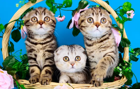 Взгляд, листья, кошки, цветы, поза, котенок, котята, серые