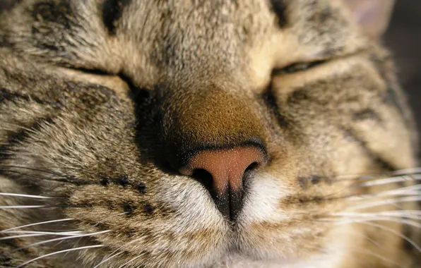 Кот, макро, морда кота