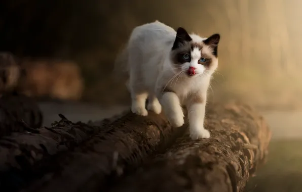Язык, кошка, свет, природа, поза, котенок, прогулка, мордашка