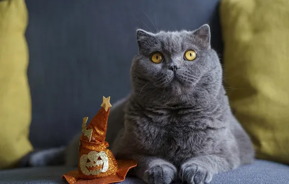Осень, кошка, кот, взгляд, поза, тыква, Хеллоуин, Хэллоуин