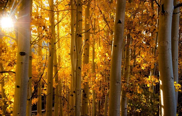 Картинка осень, свет, природа, берёзы