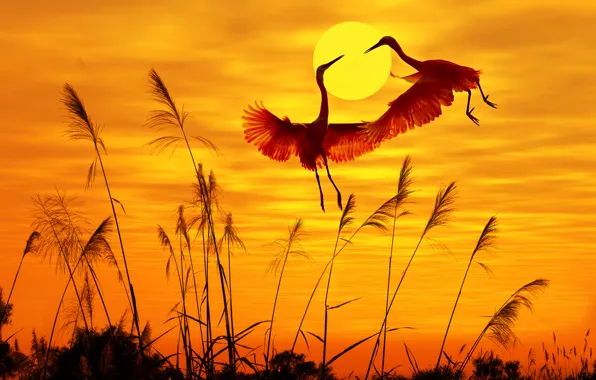 Картинка птицы, birds, солнечный свет, sunlight, закат небо, sunset sky, flying birds, летающих птиц