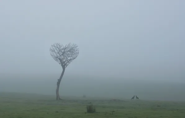 Поле, любовь, птицы, туман, дерево, love, field, tree