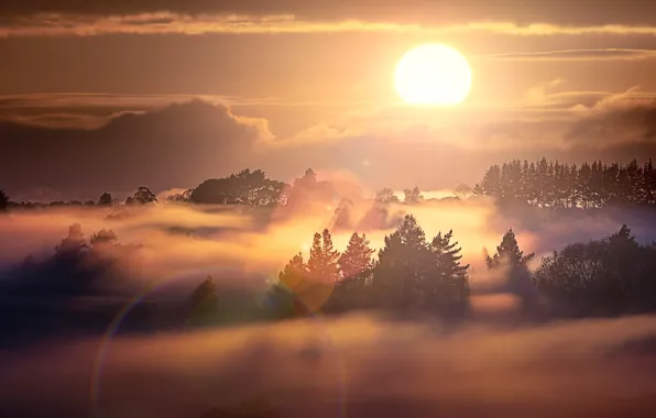 New Zealand, Waikato, Whatawhata, Foggy Sunrise