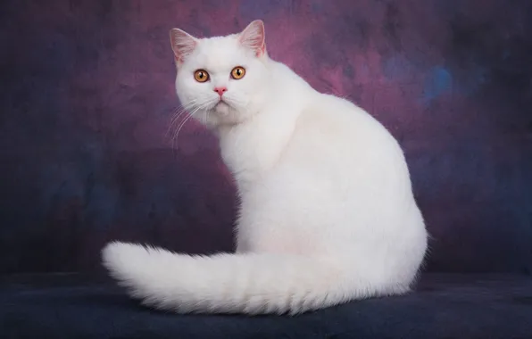 Кошка, кот, взгляд, морда, поза, темный фон, хвост, белая