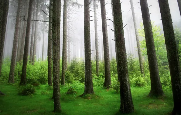 Лес, деревья, природа