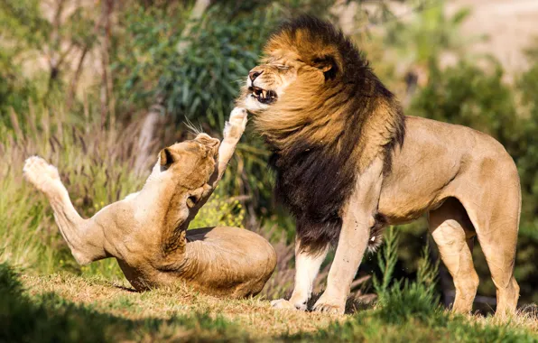 Обои Очень злой лев