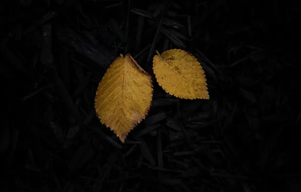 Листья, чёрная, древесина, жёлтые