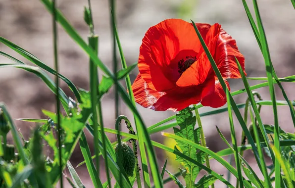 Картинка зелень, лето, трава, листья, свет, цветы, красный, фон