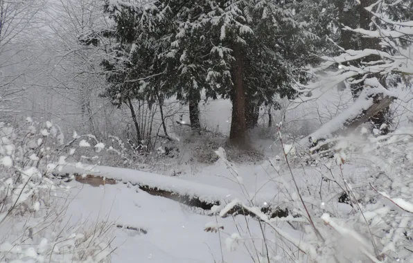 Картинка зима, снег, деревья, мороз, Nature, trees, winter, snow
