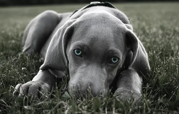 Картинка трава, собака, пес