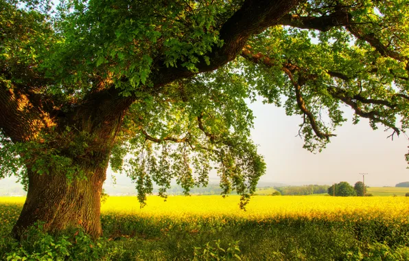 Картинка поле, лето, природа, дерево, дуб