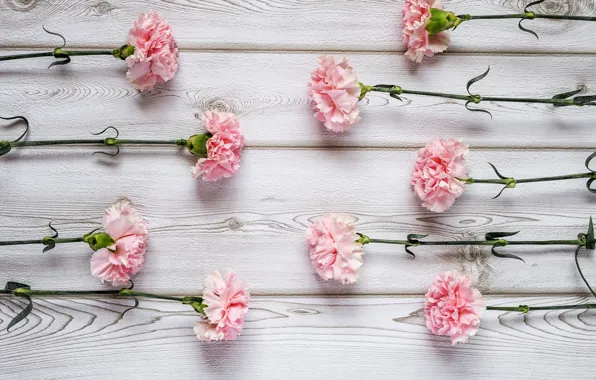 Цветы, розовые, wood, pink, гвоздика, flowers